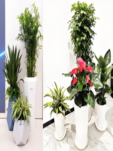 惊艳！宁波北仑花木租摆设计，美翻你的视野